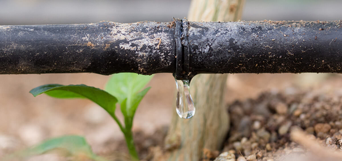 Drip Irrigation